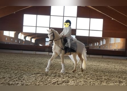Welsh-B, Ruin, 6 Jaar, 135 cm, Cremello