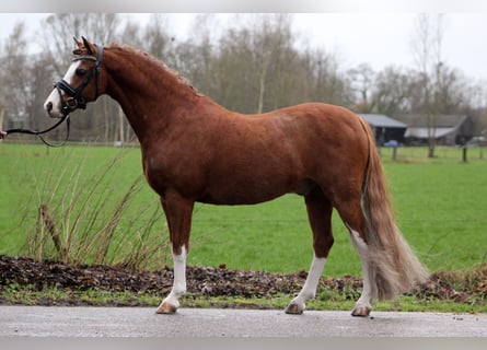 Welsh-B, Ruin, 9 Jaar, 127 cm, Vos