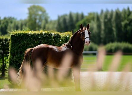 Welsh B, Stallion, 1 year, Chestnut-Red