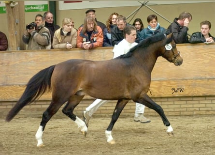 Welsh B, Stallion, 22 years, 12.3 hh, Brown