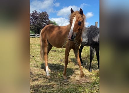 Welsh B, Stallion, 2 years