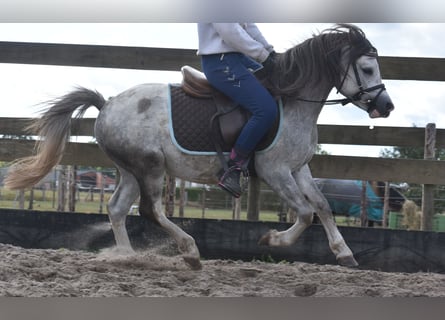 Welsh B, Stallion, 3 years, 11,2 hh, Grey
