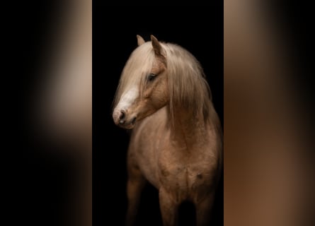 Welsh B, Stallion, 4 years, 12.2 hh, Palomino