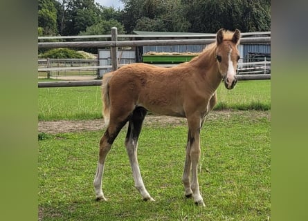 Welsh B, Stallion, Foal (06/2025), 13,1 hh, Chestnut-Red