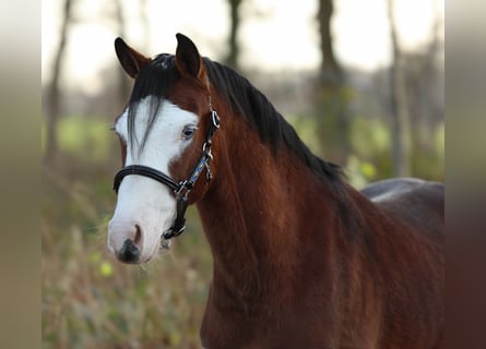 Welsh-B, Stallone, 2 Anni, 131 cm, Baio