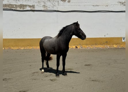 Welsh-B, Stallone, 5 Anni, 124 cm, Grigio