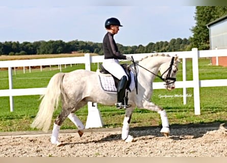 Welsh-B, Stallone, 8 Anni, 141 cm, Grigio