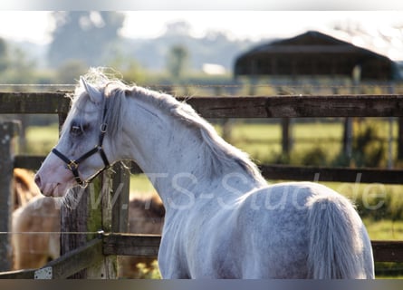 Welsh-B, Stallone, 12 Anni, 135 cm, Grigio