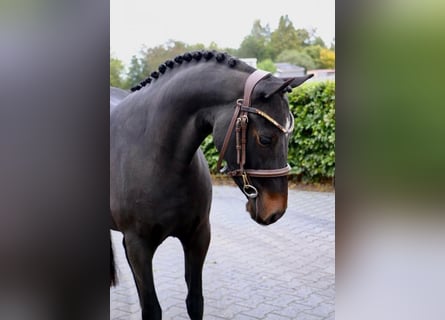 Welsh B, Sto, 4 år, 131 cm, Mörkbrun