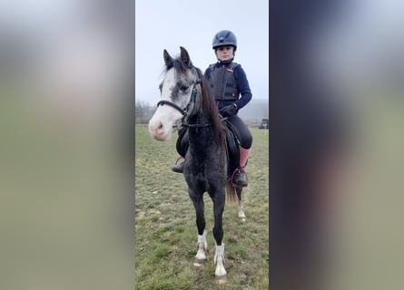 Welsh-B, Stute, 10 Jahre, 133 cm, Schimmel
