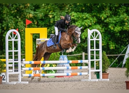 Welsh-B, Stute, 12 Jahre, 128 cm, Fuchs