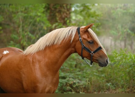 Welsh-B, Stute, 13 Jahre, 130 cm, Fuchs