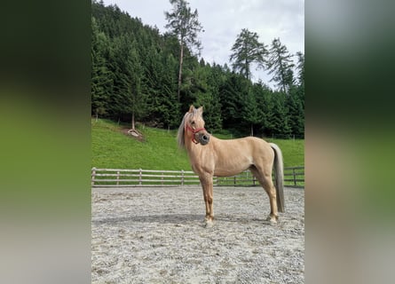 Welsh-B Mix, Stute, 14 Jahre, 120 cm, Falbe