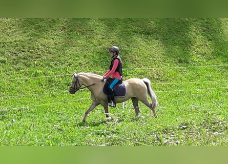 Welsh-B Mix, Stute, 14 Jahre, 120 cm, Falbe