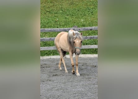 Welsh-B Mix, Stute, 14 Jahre, 120 cm, Falbe