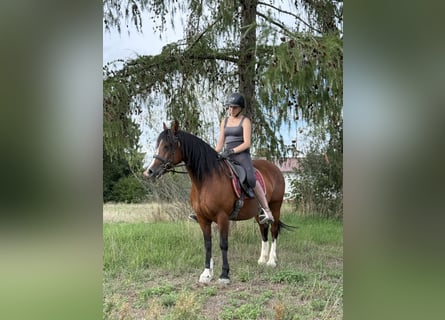 Welsh-B, Stute, 14 Jahre, 138 cm, Brauner