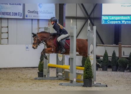 Welsh-B, Stute, 15 Jahre, 119 cm, Brauner