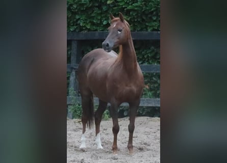 Welsh-B, Stute, 15 Jahre, 126 cm, Fuchs