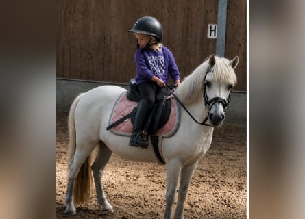 Welsh-B, Stute, 18 Jahre, 116 cm, Blauschimmel