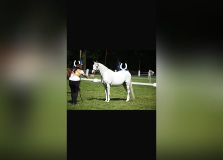 Welsh-B, Stute, 19 Jahre, 133 cm, Schimmel