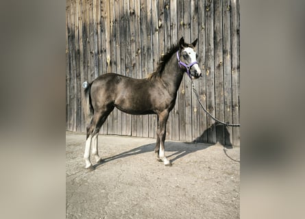 Welsh-B, Stute, 1 Jahr, Buckskin