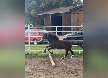 Welsh-B Mix, Stute, 2 Jahre, 115 cm, Buckskin