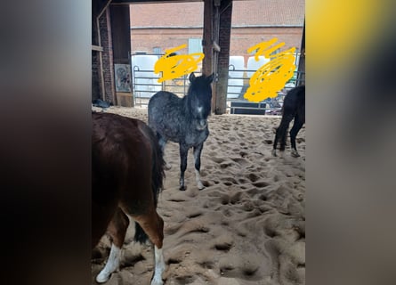 Welsh-B, Stute, 2 Jahre, 130 cm, Rappschimmel