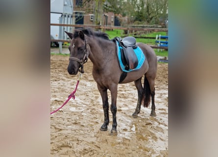 Welsh-B, Stute, 3 Jahre, 125 cm, Rappe