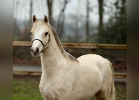 Welsh-B, Stute, 3 Jahre, 126 cm, Palomino