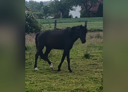 Welsh-B, Stute, 3 Jahre, 128 cm, Rappe