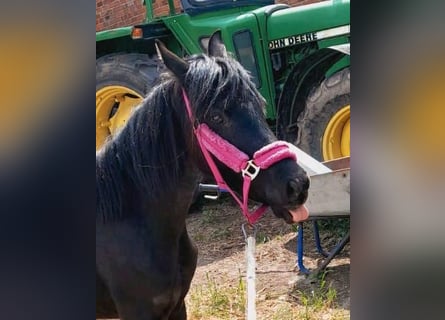 Welsh-B, Stute, 3 Jahre, 128 cm, Rappe