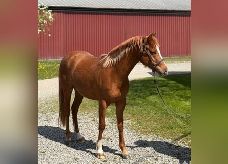Welsh-B, Stute, 3 Jahre, 132 cm, Fuchs