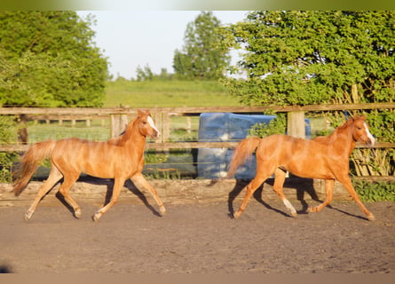 Welsh-B, Stute, 3 Jahre, 133 cm, Fuchs