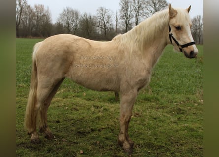 Welsh-B, Stute, 3 Jahre, Palomino