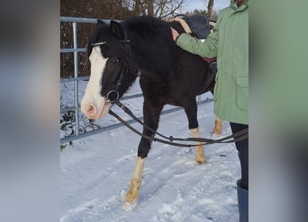 Welsh-B, Stute, 4 Jahre, 120 cm, Rappe