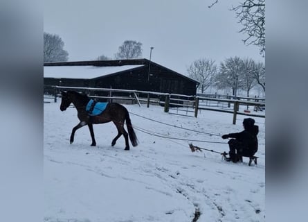 Welsh-B, Stute, 4 Jahre, 125 cm, Rappe