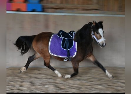 Welsh-B, Stute, 4 Jahre, 127 cm, Falbe
