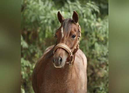 Welsh-B, Stute, 5 Jahre, 125 cm, Roan-Red