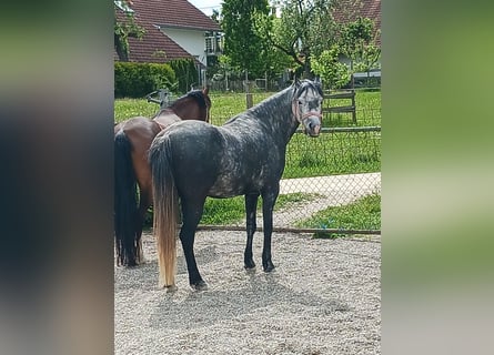 Welsh-B, Stute, 5 Jahre, 135 cm, Apfelschimmel