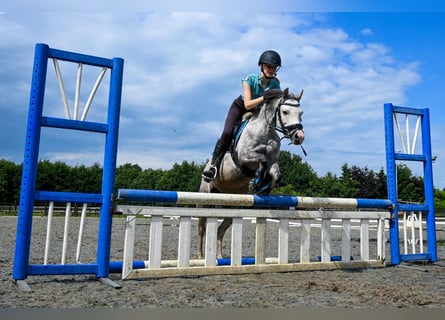 Welsh-B, Stute, 6 Jahre, 126 cm, Blauschimmel