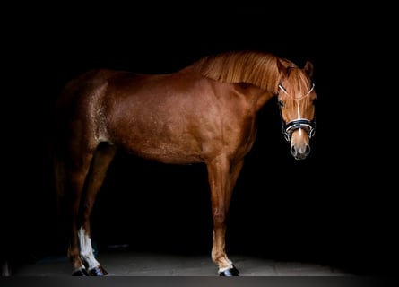 Welsh-B Kaufen Und Verkaufen | Pferdemarkt Ehorses.de