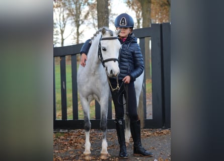 Welsh-B, Stute, 6 Jahre