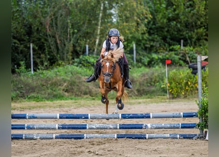 Welsh-B, Stute, 7 Jahre, 126 cm, Fuchs