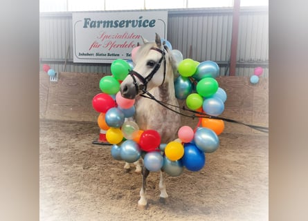 Welsh-B, Stute, 7 Jahre, 136 cm, Apfelschimmel