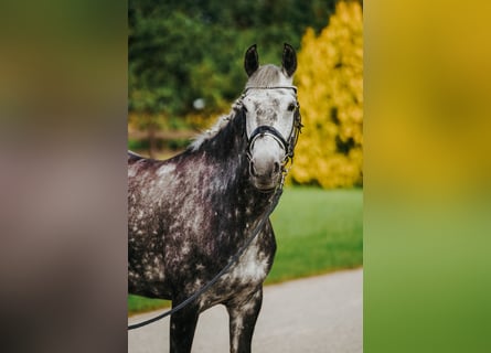 Welsh-B Mix, Stute, 7 Jahre, 142 cm, Apfelschimmel