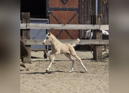 Welsh-B, Stute, , Palomino