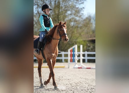 Welsh B, Unknown, 13 years, 12.2 hh, Chestnut-Red