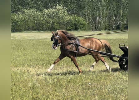 Welsh B, Valack, 9 år, 131 cm, fux