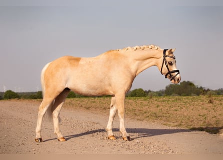 Welsh-B, Wallach, 10 Jahre, 127 cm, Palomino