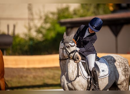 Welsh-B, Wallach, 10 Jahre, 132 cm, Apfelschimmel